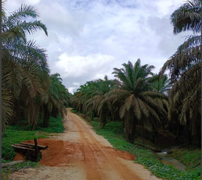 Proses Lelang Bermasalah Ribuan Karyawan Perkebunan Sawit TBS Resah