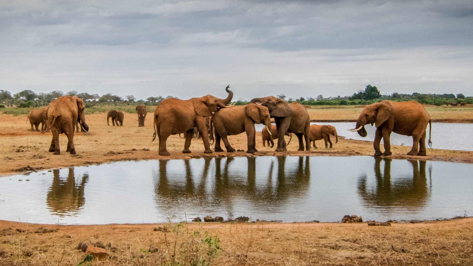 Seorang Pemburu Gajah Tewas Di Taman Nasional Afrika