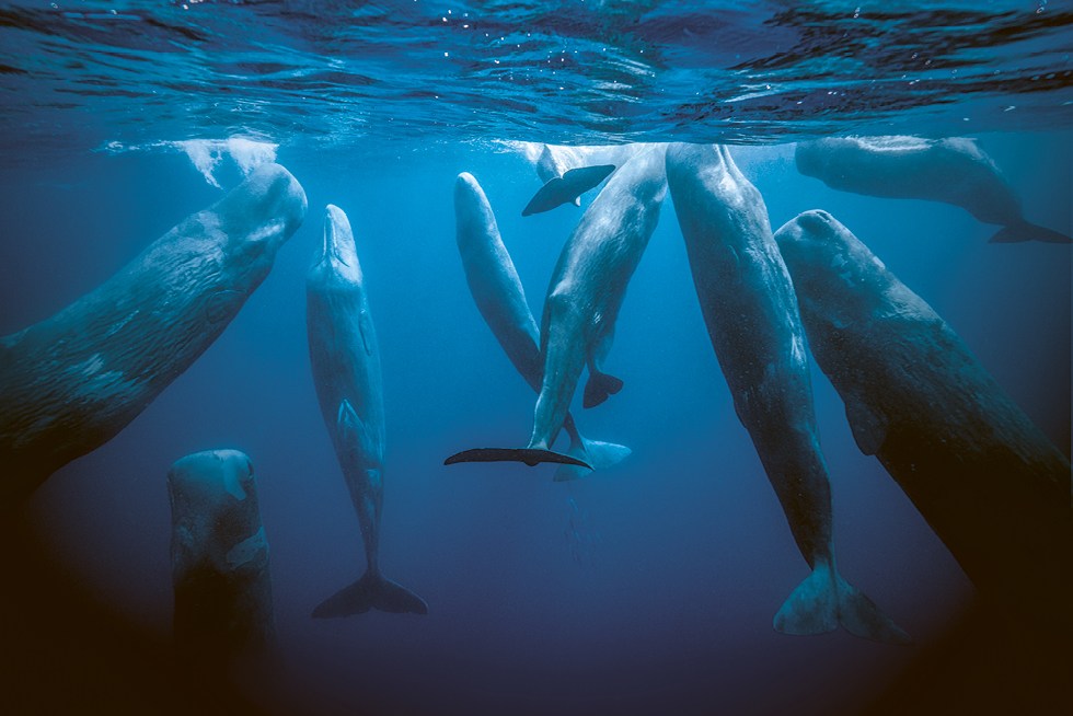 bagaimana paus dan lumba-lumba bernapas